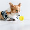 Dog Squeaky Ball Toy; Pet Chew Toy For Dog; Tooth Cleaning Ball Bite Resistant Cookie or Treats Within Ball Pet Supplies